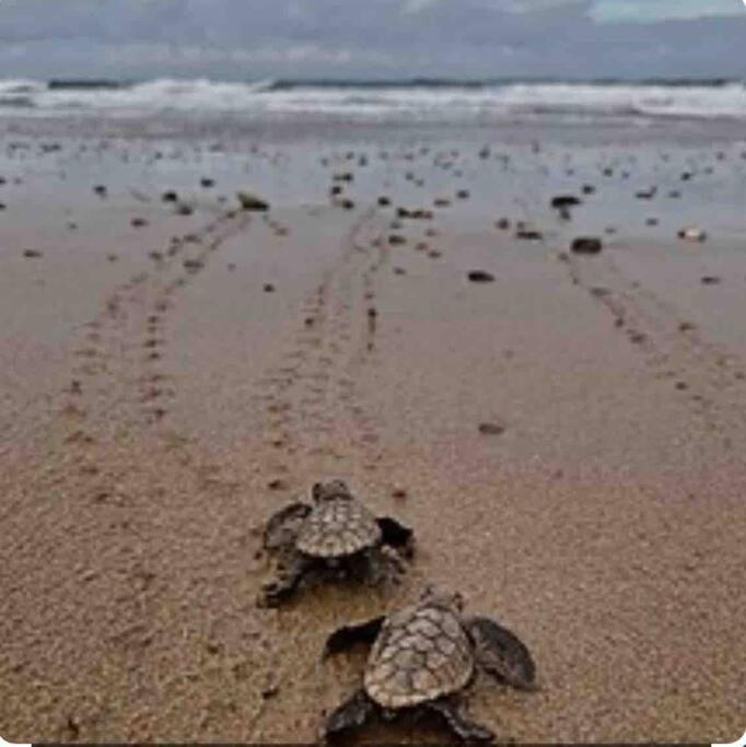 Wait And Sea *